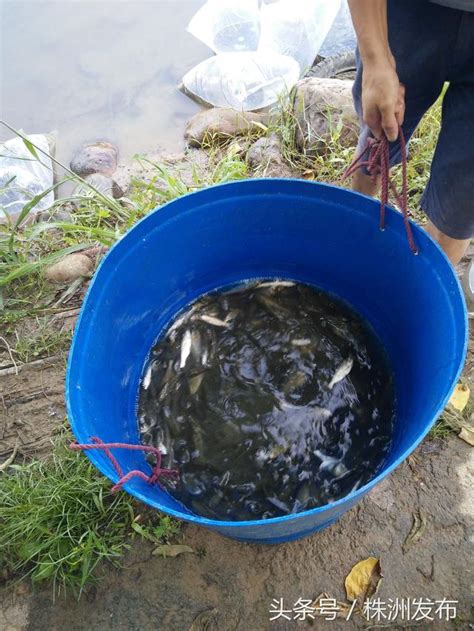 紅羅漢魚|溪流水域生態環境